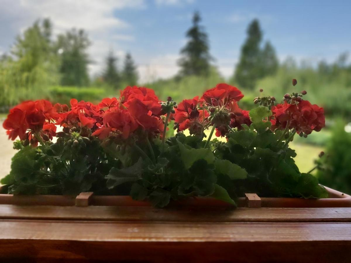Pensiunea Maya Sîmbăta de Sus Dış mekan fotoğraf